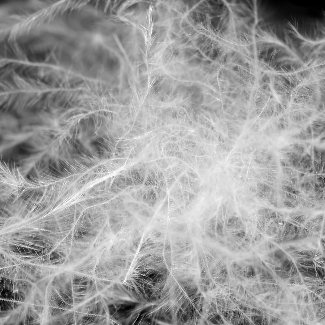 Set of 2 Pillows Inserts Cushion Soft Goose Feather - Nurns